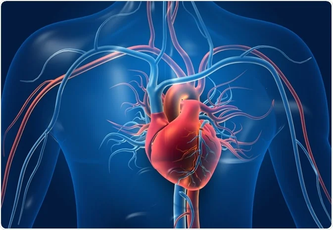 corazón